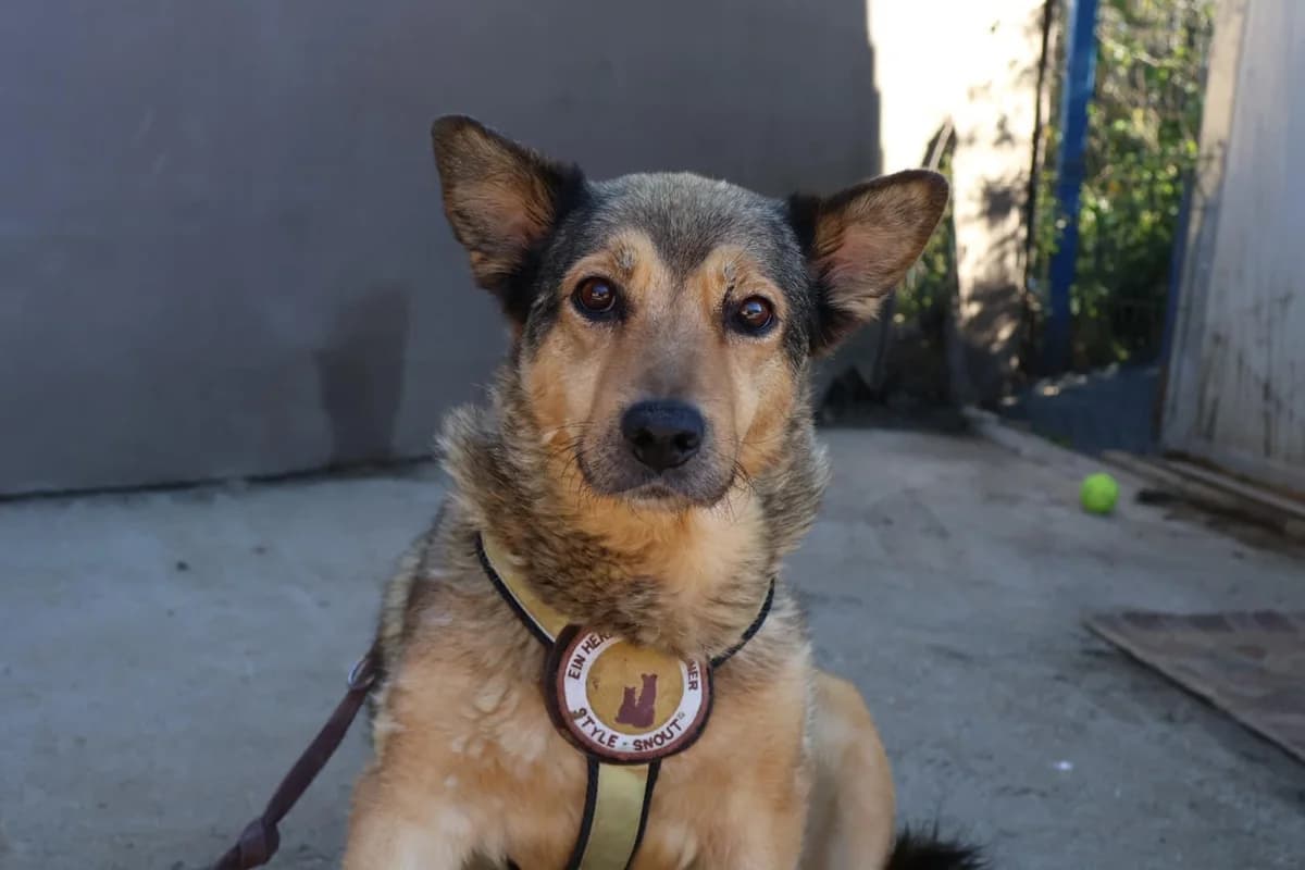 Lakki, female senior Mixed Breed for adoption at Ein Herz für Streuner e.V., München