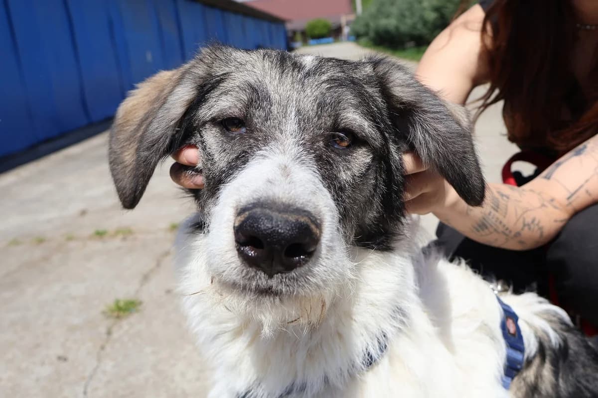 Lakota, male puppy Mixed Breed for adoption at Ein Herz für Streuner e.V., München