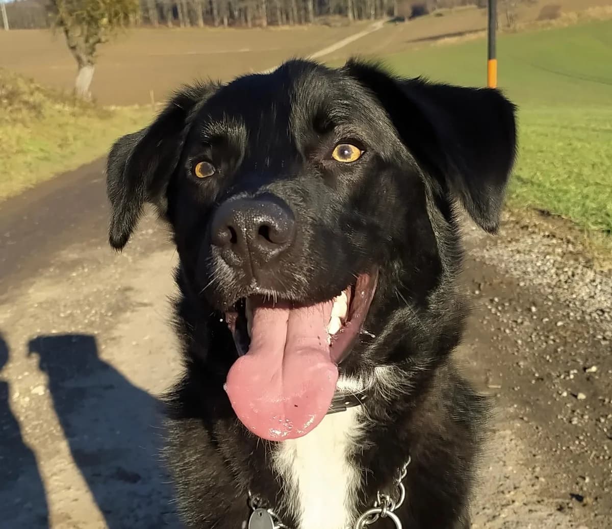 LAKRITZ, jetzt Bailys, male 5yo Mixed Breed for adoption at Ein Herz für Streuner e.V., München