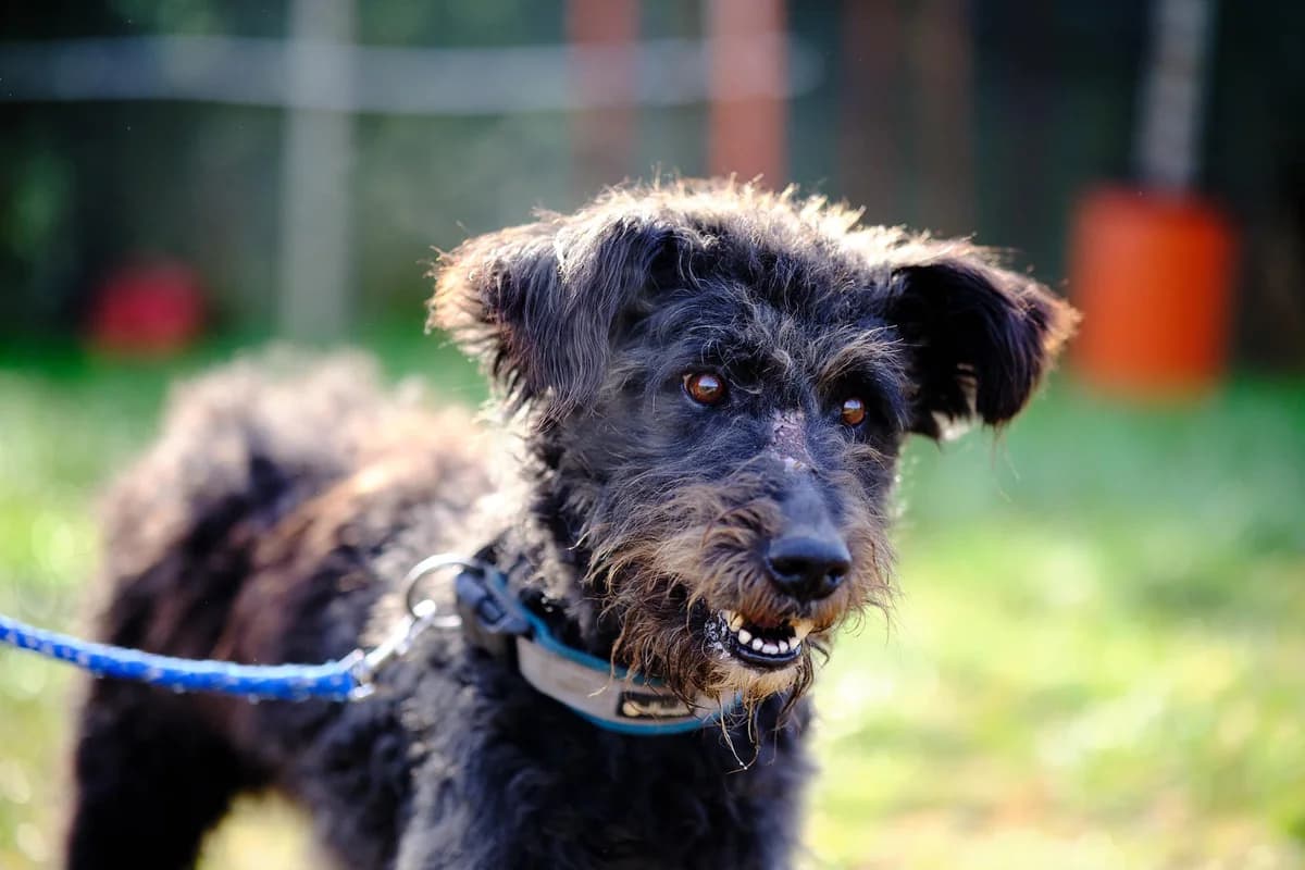 Lakritz, male 4yo Mixed Breed for adoption at Ein Herz für Streuner e.V., München