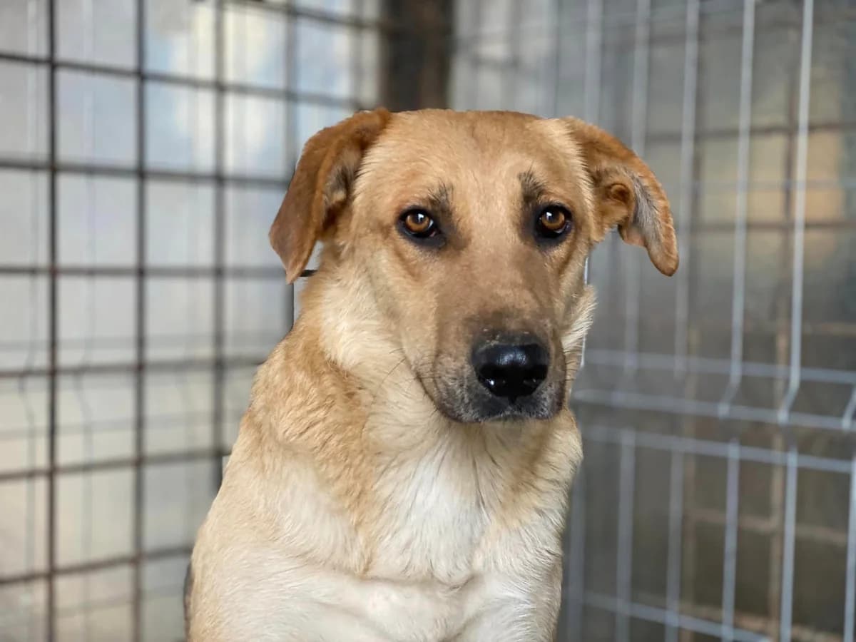 Lala, female 3yo Mixed Breed for adoption at Ein Herz für Streuner e.V., München
