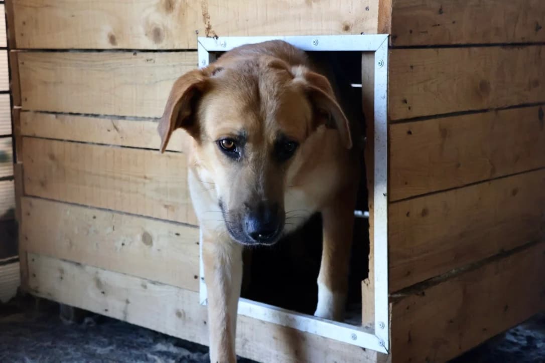 Lala, female 3yo Mixed Breed for adoption at Ein Herz für Streuner e.V., München