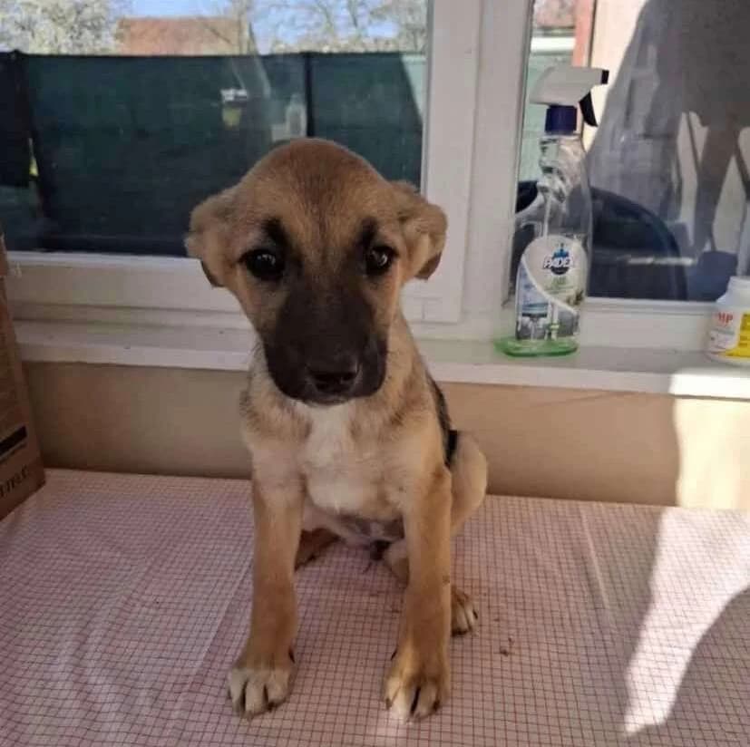 Lala, puppy Mixed Breed for adoption at Ein Herz für Streuner e.V., München