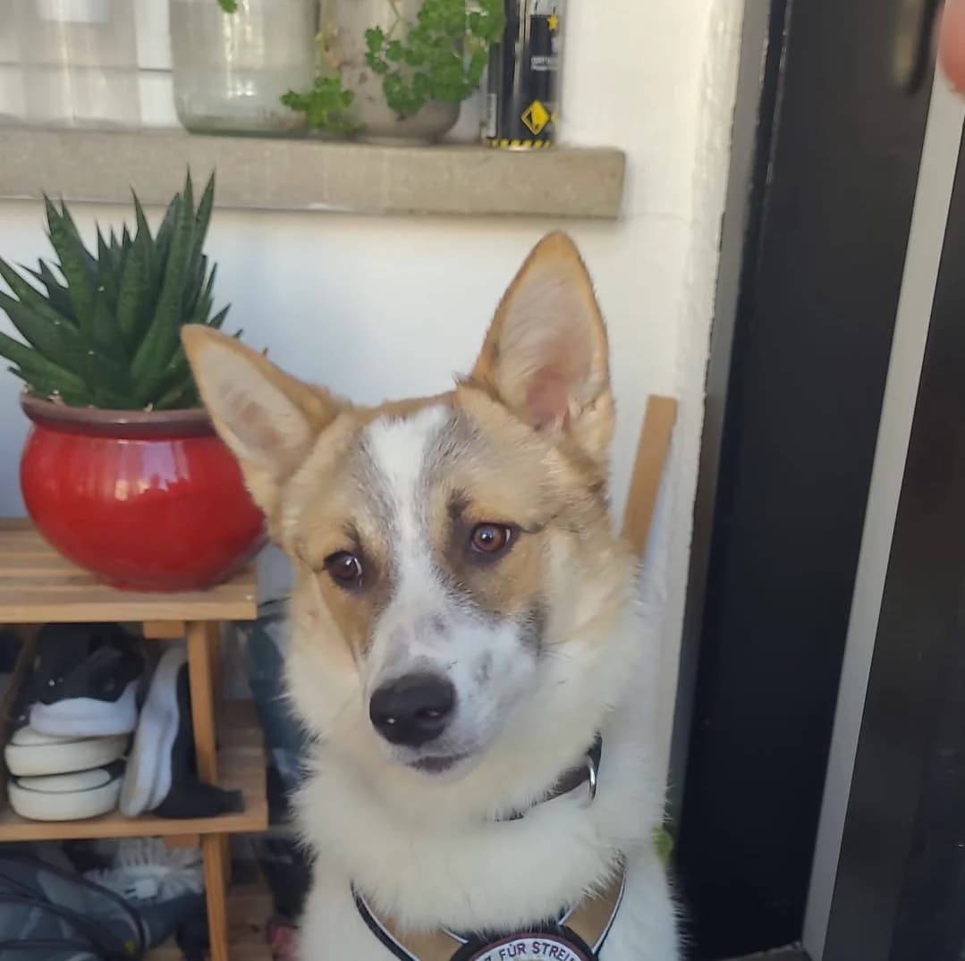 Laluna, female young Mixed Breed for adoption at Ein Herz für Streuner e.V., München