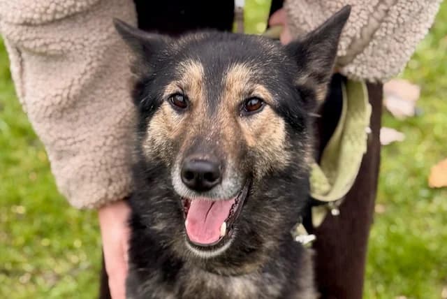 Lambada, female 4yo Mixed Breed for adoption at Ein Herz für Streuner e.V., München
