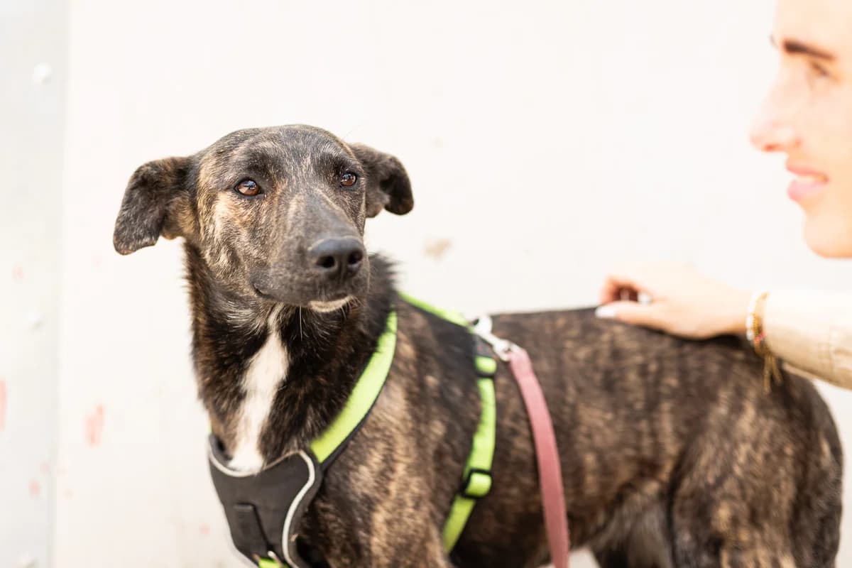 Lana, schwarz female young Mixed Breed for adoption at Ein Herz für Streuner e.V., München