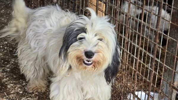 Lana, female 4yo Mixed Breed for adoption at Ein Herz für Streuner e.V., München