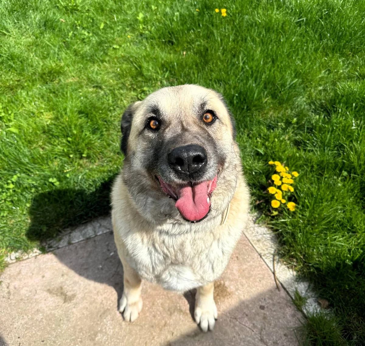 Lancelot, male 6yo Mixed Breed for adoption at Ein Herz für Streuner e.V., München