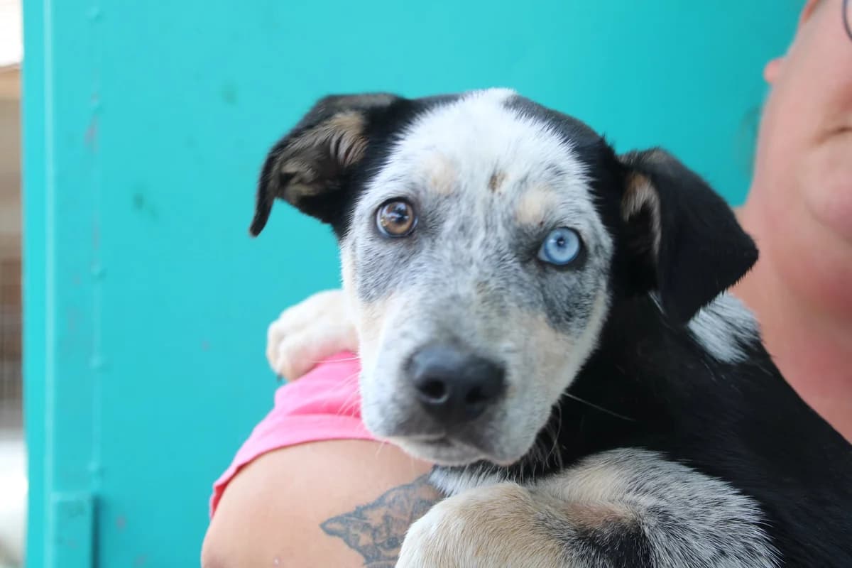Lando, schwarz male puppy Mixed Breed for adoption at Ein Herz für Streuner e.V., München