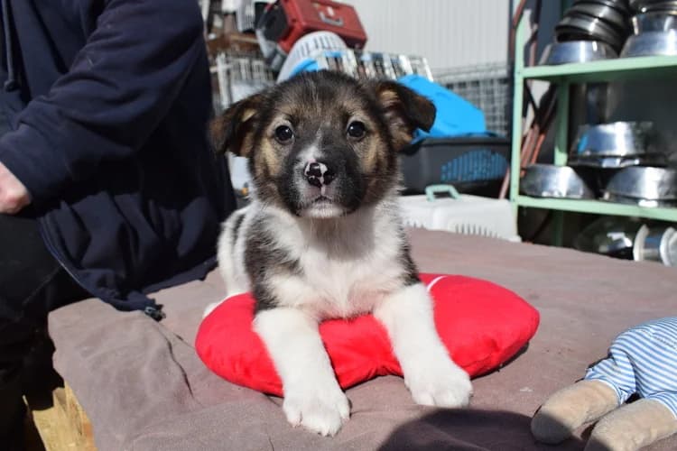 Lando, male puppy Mixed Breed for adoption at Ein Herz für Streuner e.V., München