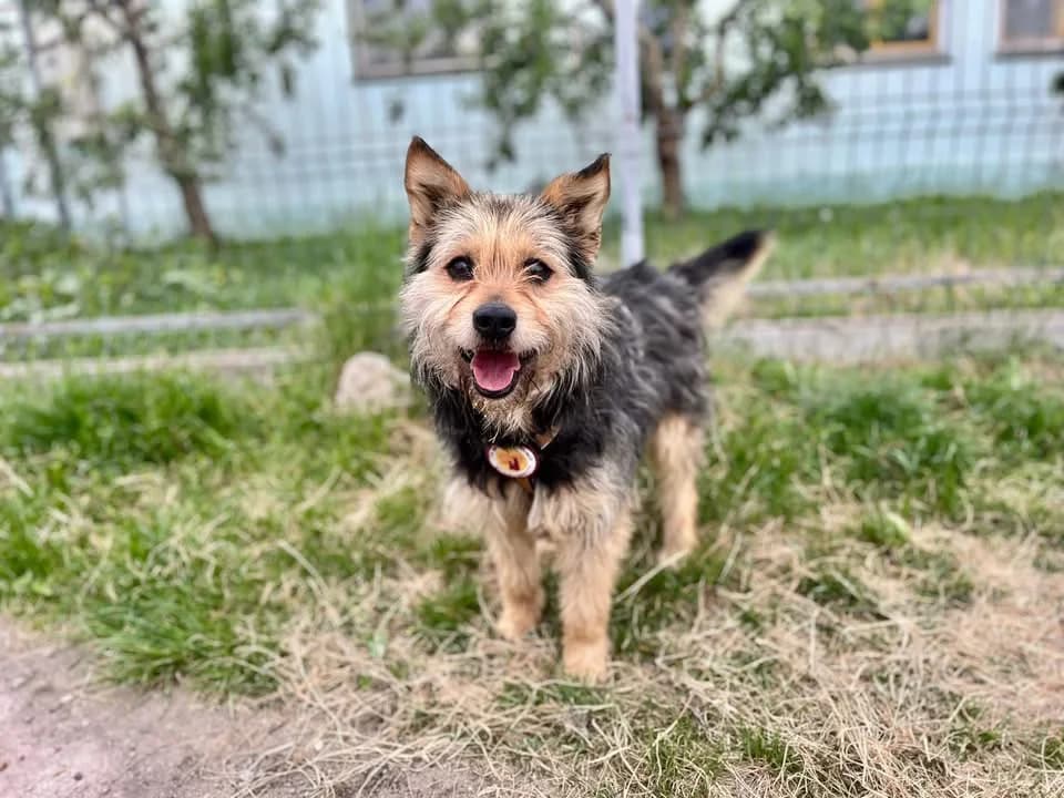 Lando, male 7yo Mixed Breed for adoption at Ein Herz für Streuner e.V., München