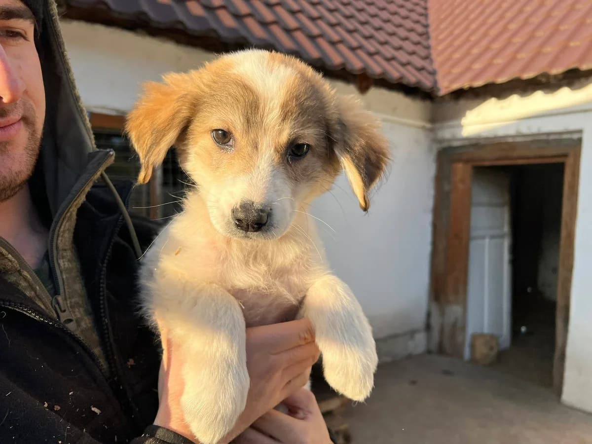 Lani, female puppy Mixed Breed for adoption at Ein Herz für Streuner e.V., München