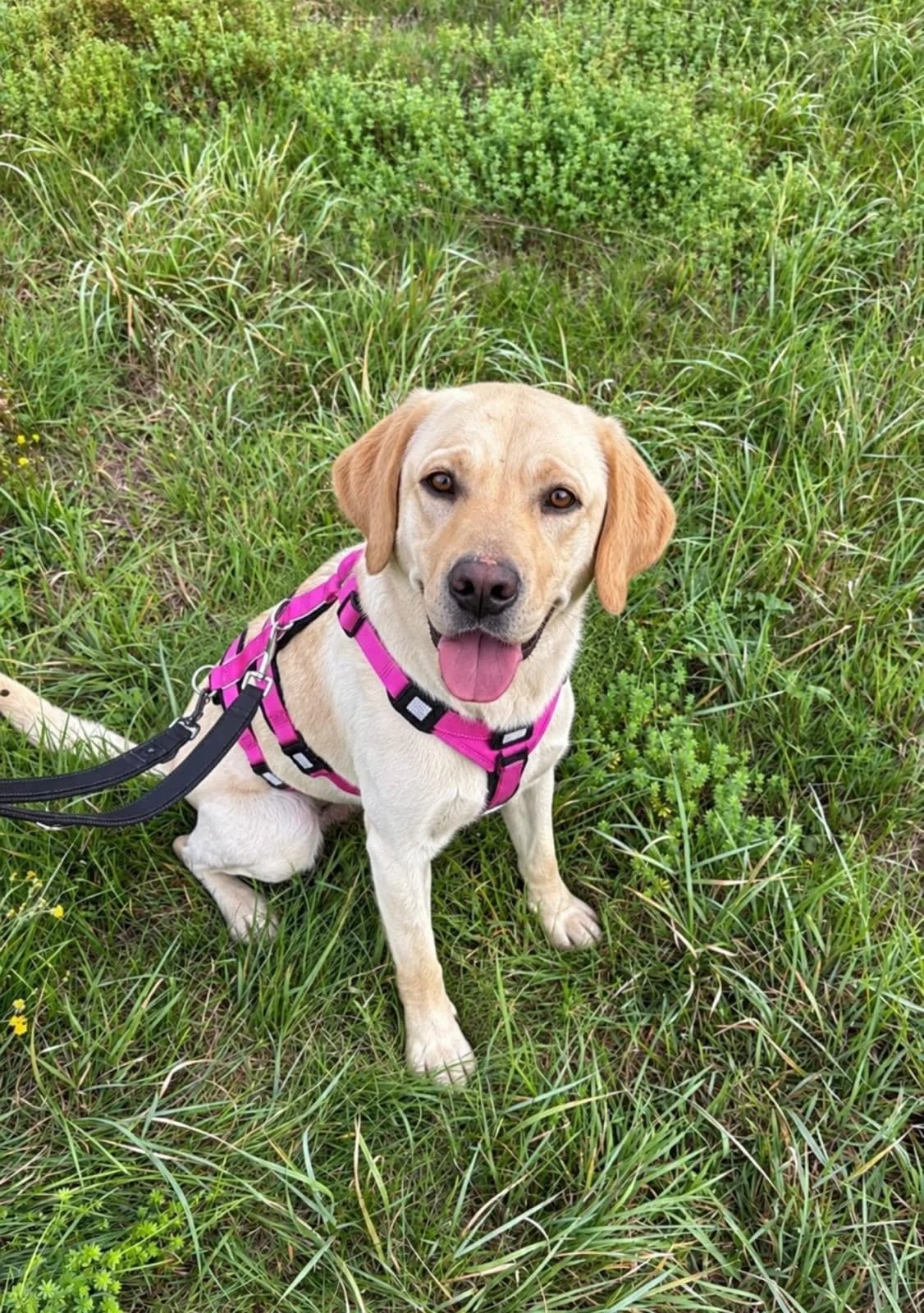 Lani, female 3yo Mixed Breed for adoption at Ein Herz für Streuner e.V., München