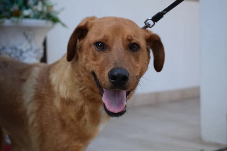 Lanis, male young Mixed Breed for adoption at Ein Herz für Streuner e.V., München