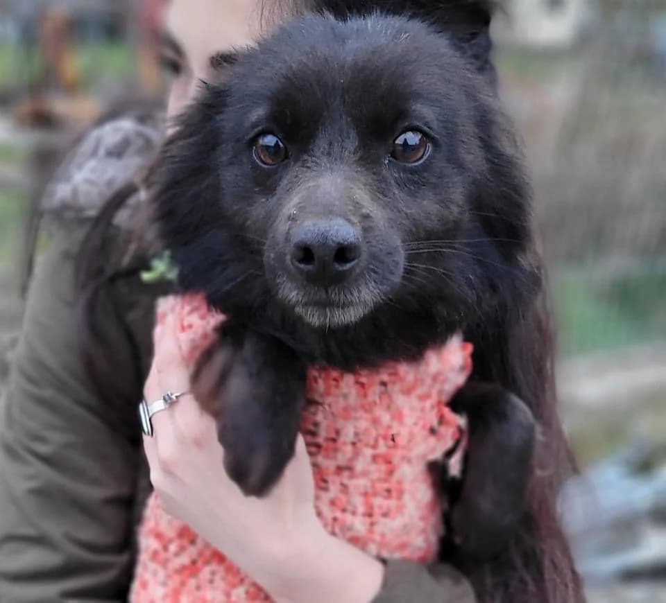 Lany, female young Mixed Breed for adoption at Ein Herz für Streuner e.V., München