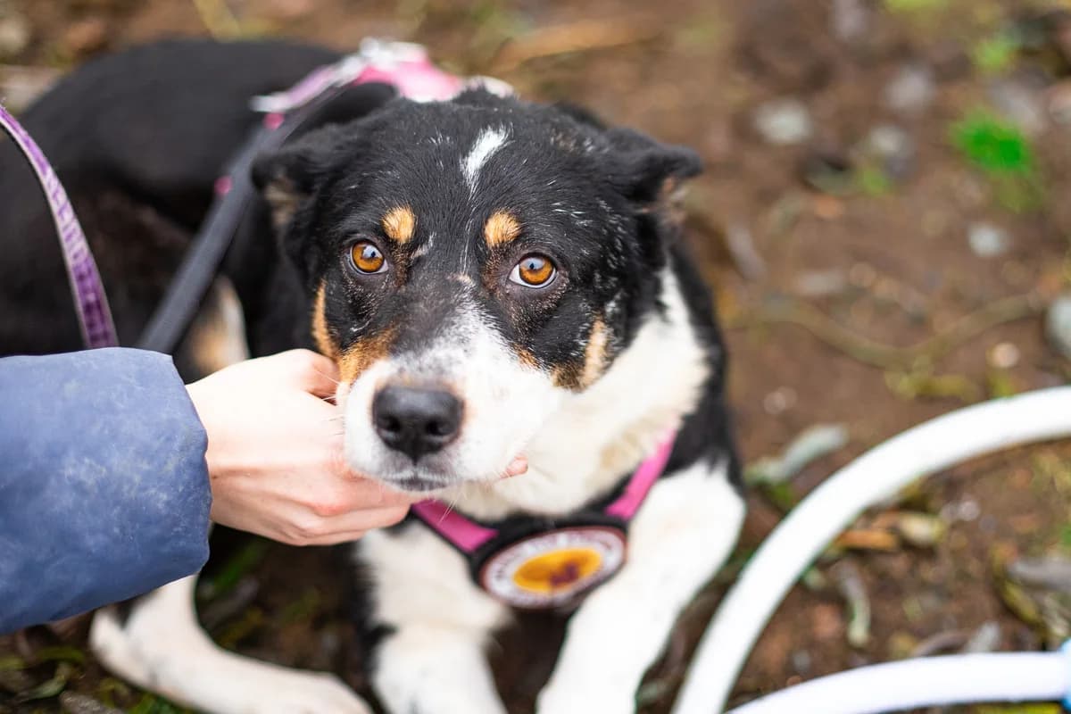 Lara, schwarz female senior Mixed Breed for adoption at Ein Herz für Streuner e.V., München