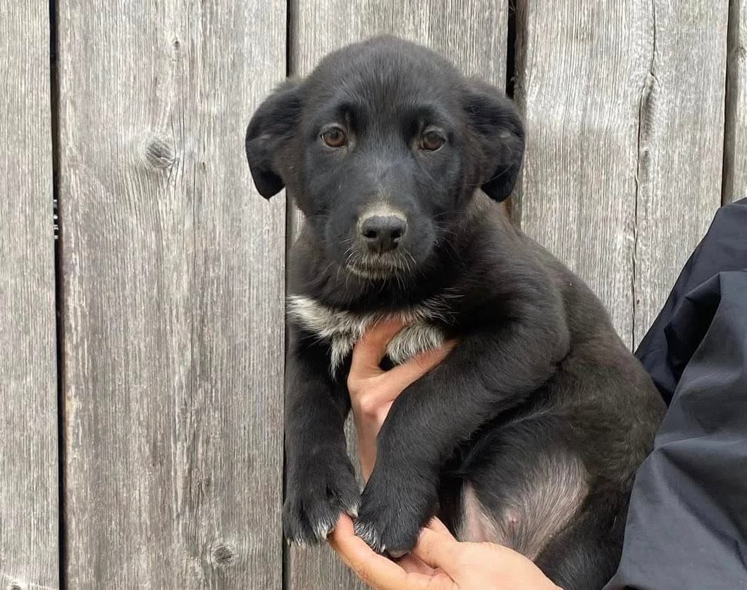 Lara, female puppy Mixed Breed for adoption at Ein Herz für Streuner e.V., München