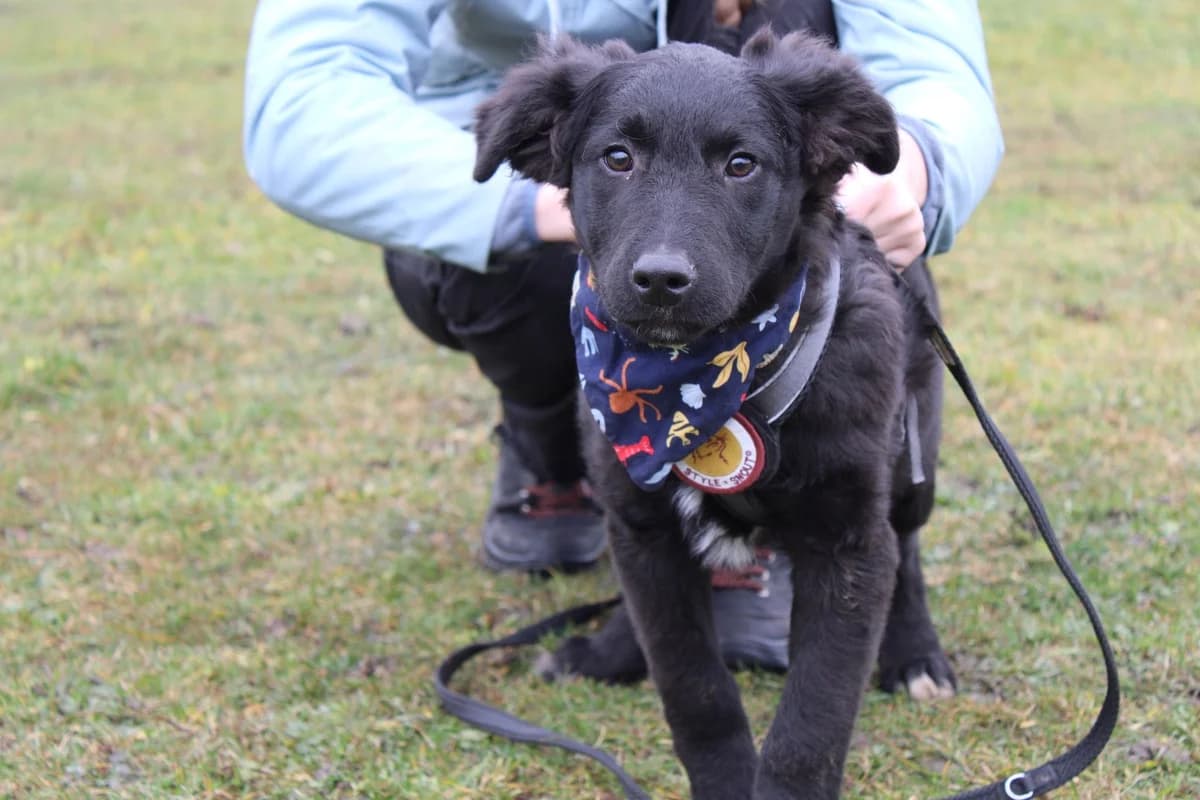 Laris, weiß male puppy Mixed Breed for adoption at Ein Herz für Streuner e.V., München
