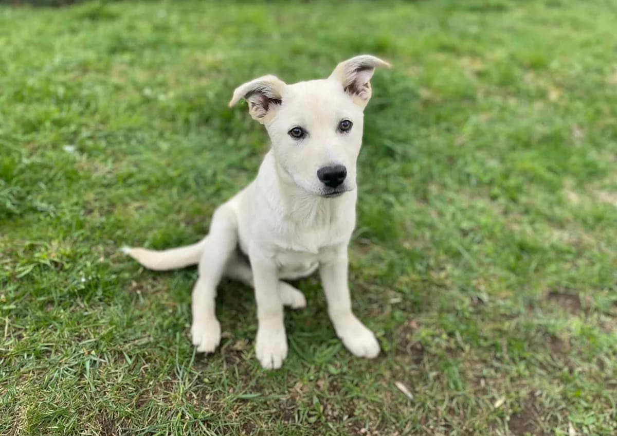 Larry, male puppy Mixed Breed for adoption at Ein Herz für Streuner e.V., München