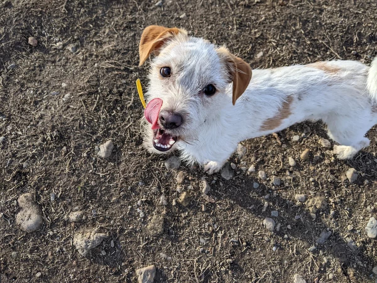 Larry, male 5yo Mixed Breed for adoption at Ein Herz für Streuner e.V., München