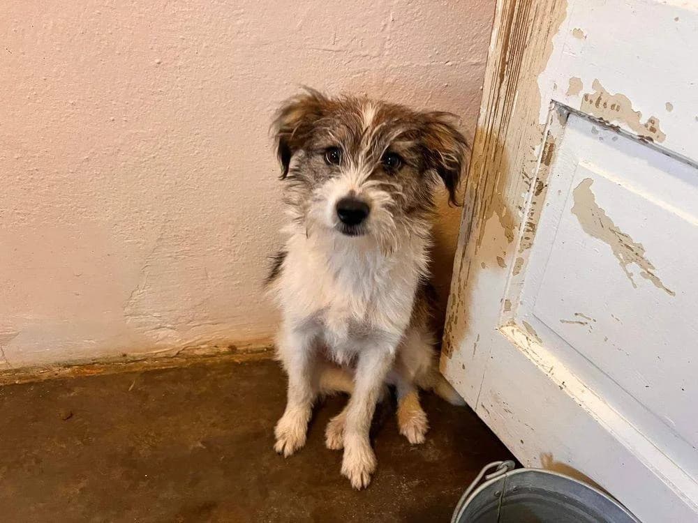 Lars, Mixed Breed for adoption at Ein Herz für Streuner e.V., München
