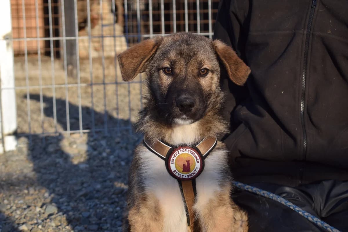 Lasco, gold male puppy Mixed Breed for adoption at Ein Herz für Streuner e.V., München