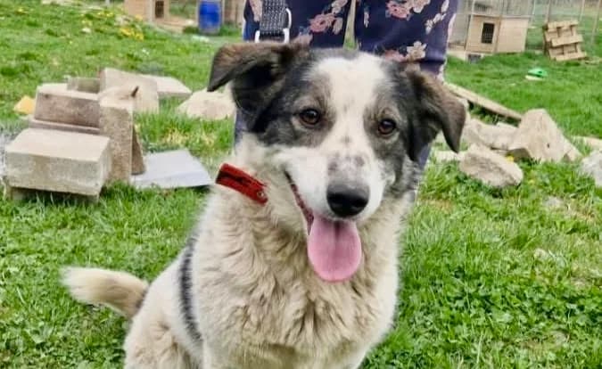 Laska, female 5yo Mixed Breed for adoption at Ein Herz für Streuner e.V., München
