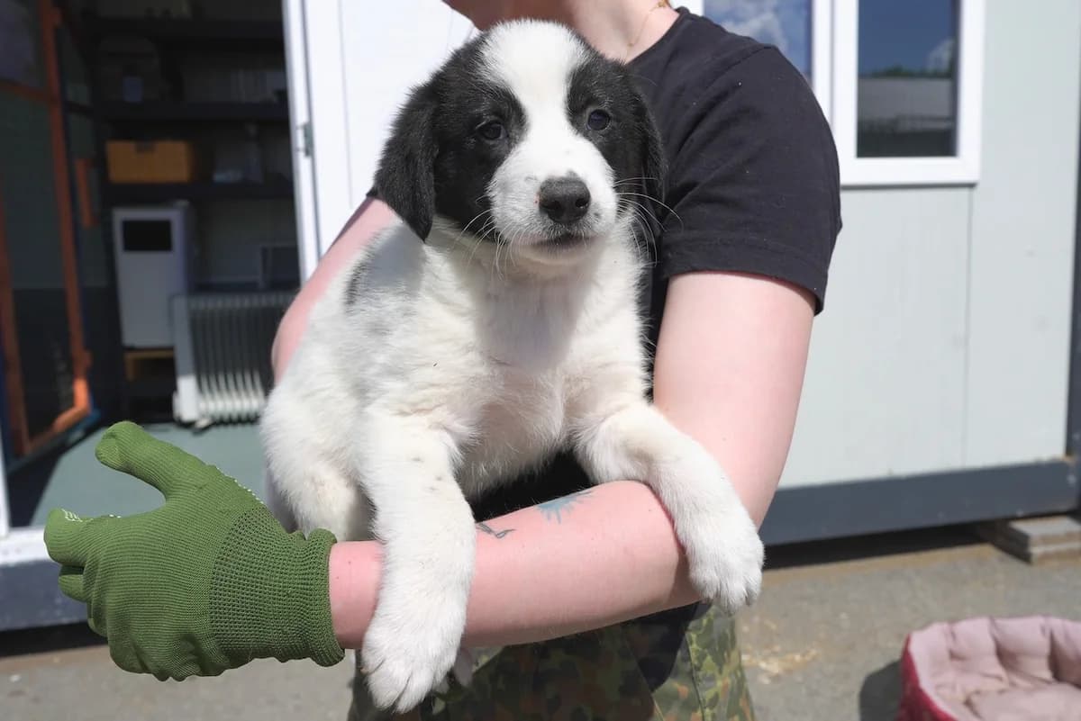 Lasko, male puppy Mixed Breed for adoption at Ein Herz für Streuner e.V., München