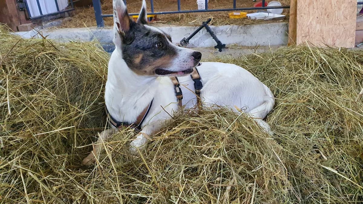 Lasmiranda, female young Mixed Breed for adoption at Ein Herz für Streuner e.V., München