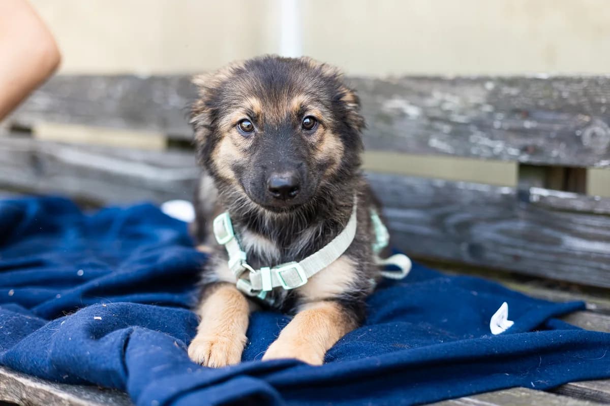 Lasse, male puppy Mixed Breed for adoption at Ein Herz für Streuner e.V., München