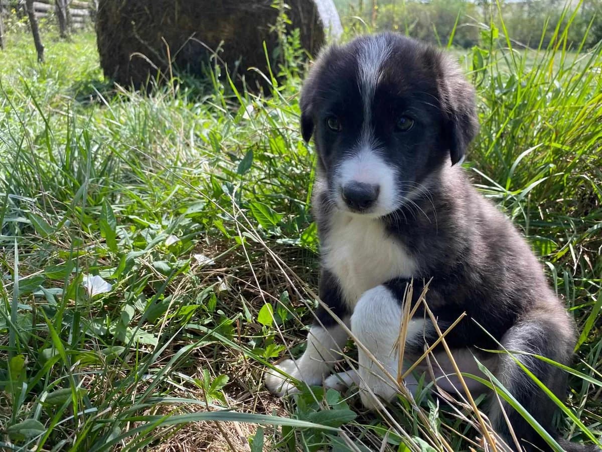 Lasse, gefleckt male puppy Mixed Breed for adoption at Ein Herz für Streuner e.V., München