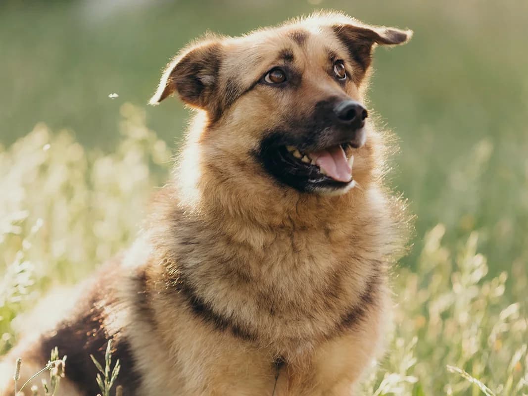 Laszlo, male young Mixed Breed for adoption at Ein Herz für Streuner e.V., München