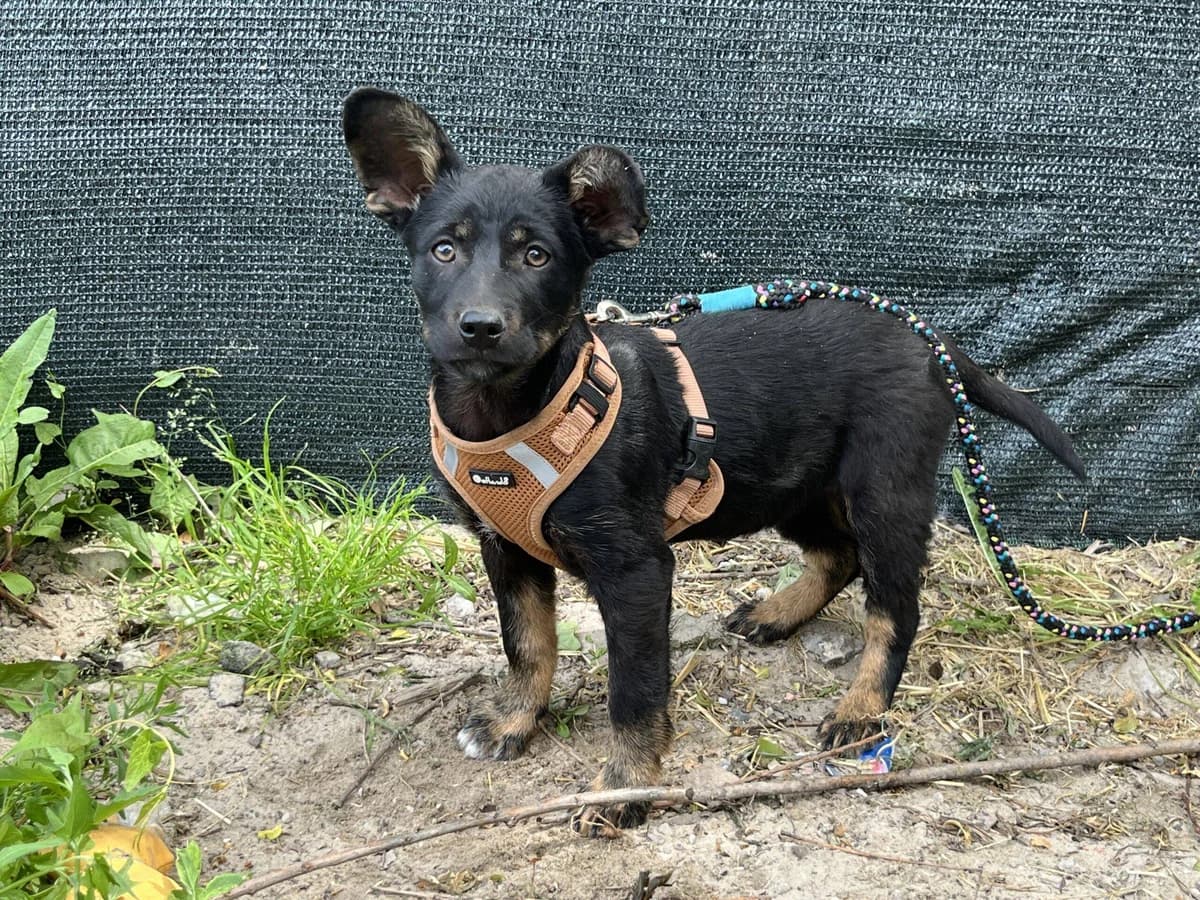 Latoya, female puppy Mixed Breed for adoption at Ein Herz für Streuner e.V., München
