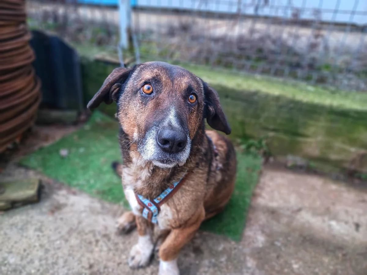 Laurenz, male senior Mixed Breed for adoption at Ein Herz für Streuner e.V., München