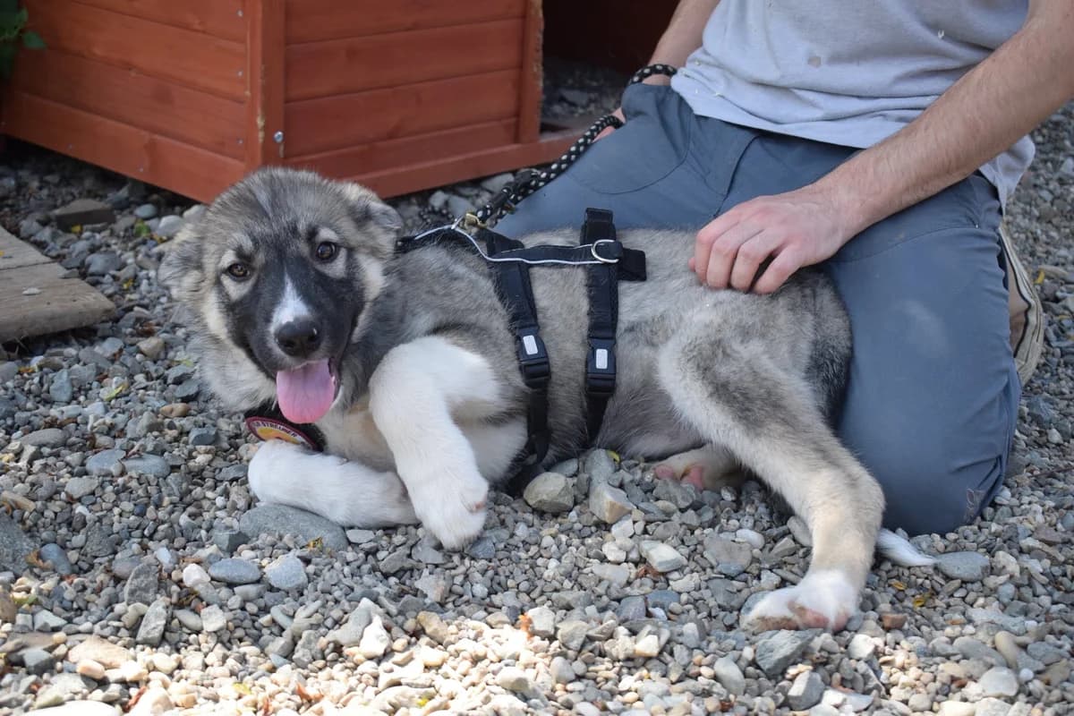 Laurora, puppy Mixed Breed for adoption at Ein Herz für Streuner e.V., München
