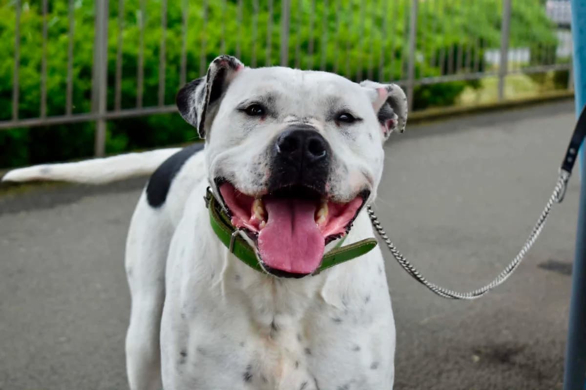 Lavendel, male 4yo Mixed Breed for adoption at Ein Herz für Streuner e.V., München