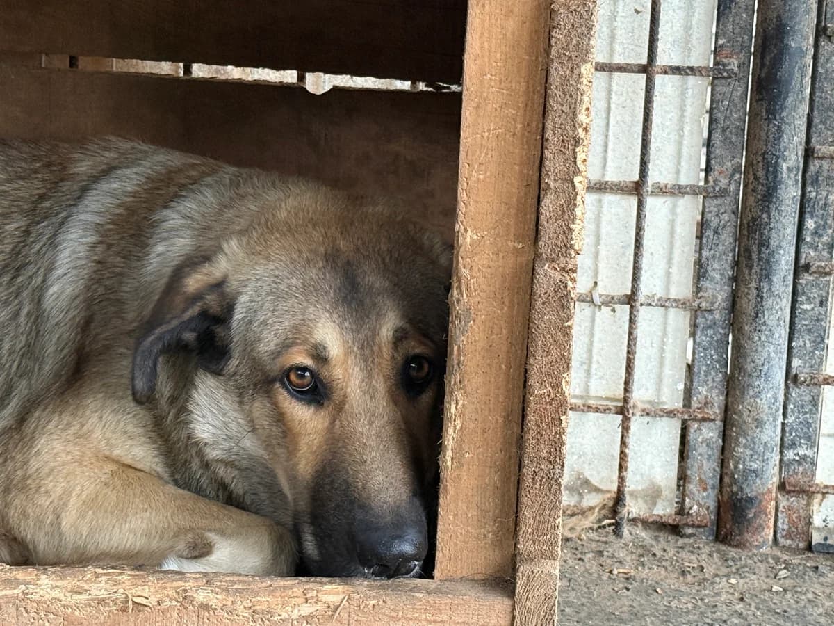 Lavinia, beige female 3yo Mixed Breed for adoption at Ein Herz für Streuner e.V., München