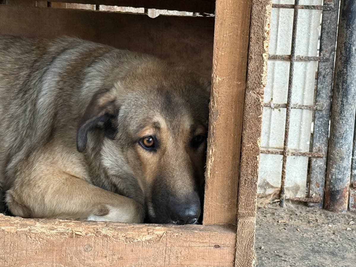 Lavinia, beige female 3yo Mixed Breed for adoption at Ein Herz für Streuner e.V., München