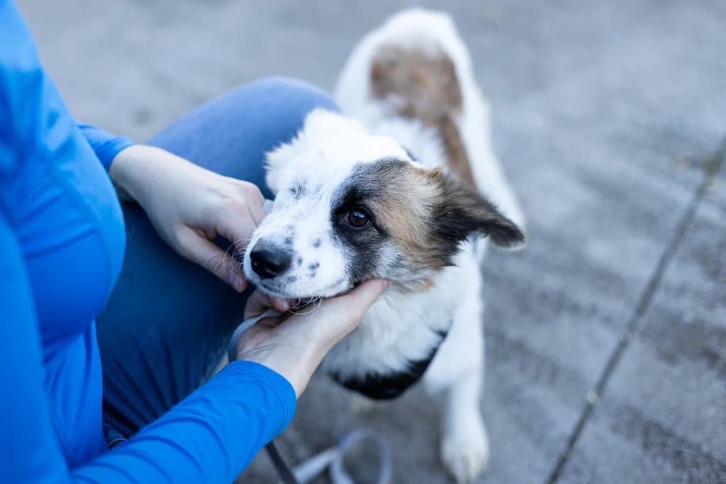 Lavita, female young Mixed Breed for adoption at Ein Herz für Streuner e.V., München