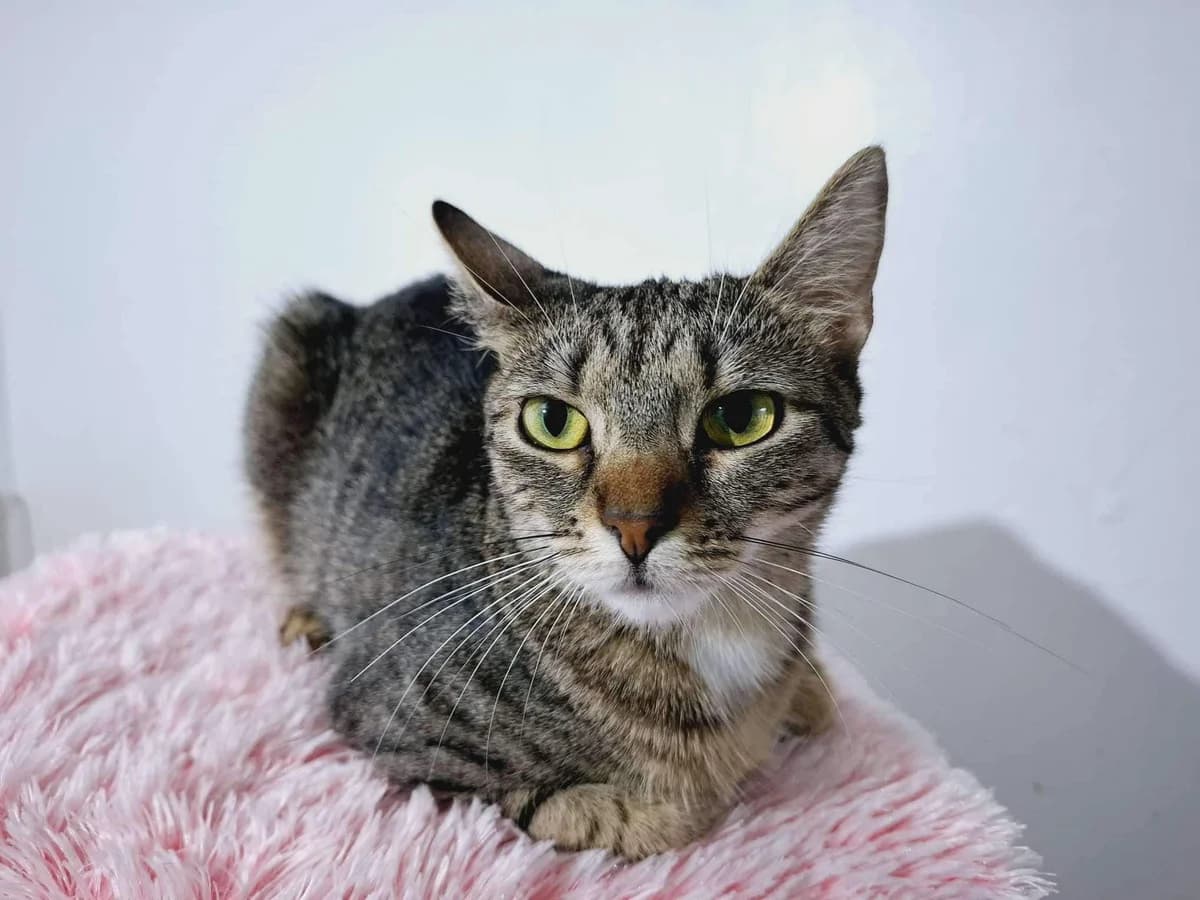 Layla, female young Mixed Breed for adoption at Ein Herz für Streuner e.V., München