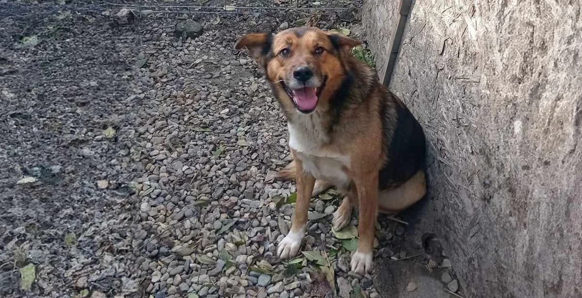 Lea, female 3yo Mixed Breed for adoption at Ein Herz für Streuner e.V., München