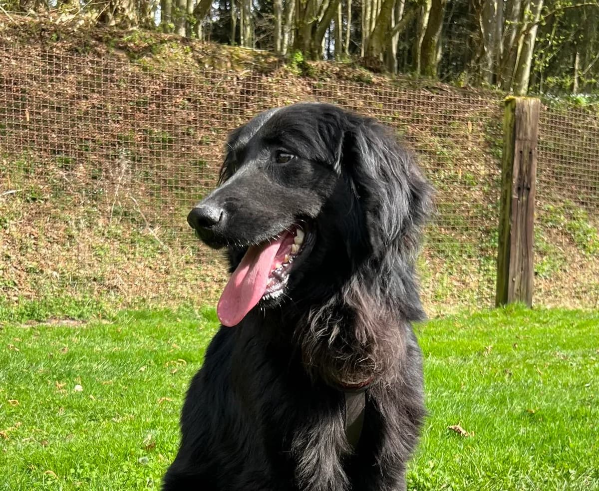 Leander, male young Mixed Breed for adoption at Ein Herz für Streuner e.V., München