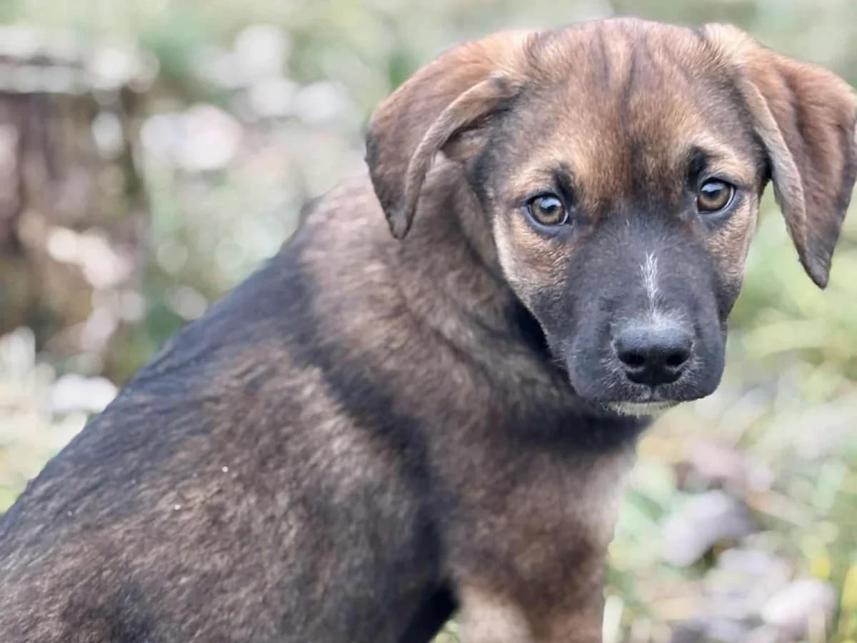 Leander, schwarz male puppy Mixed Breed for adoption at Ein Herz für Streuner e.V., München