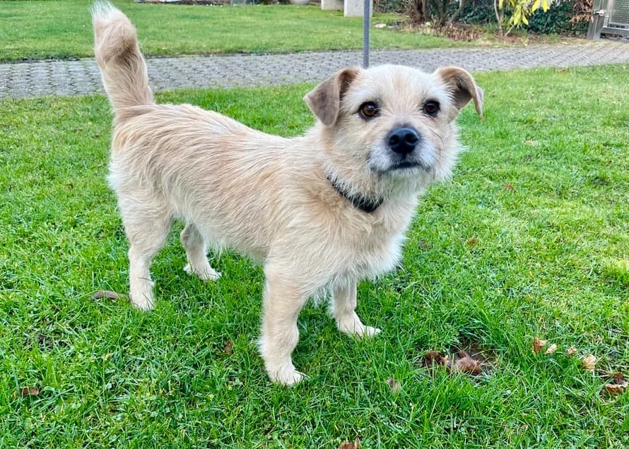 Leano, male 7yo Mixed Breed for adoption at Ein Herz für Streuner e.V., München