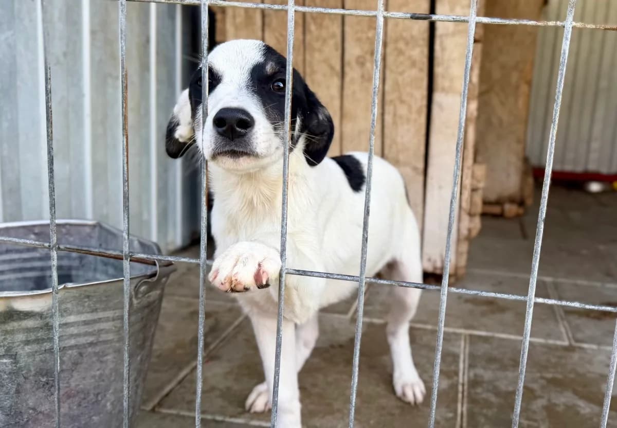 Lech, male puppy Mixed Breed for adoption at Ein Herz für Streuner e.V., München