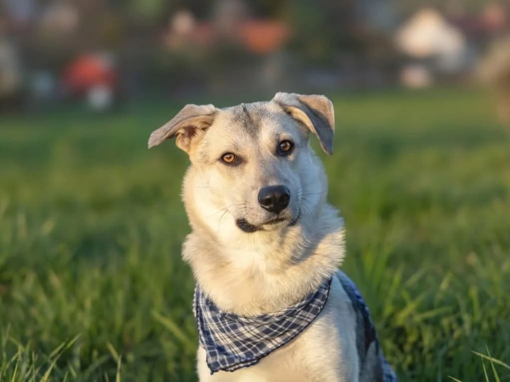 Lee, male puppy Mixed Breed for adoption at Ein Herz für Streuner e.V., München