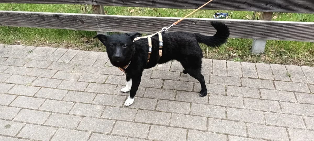 Leeda, weiß female puppy Mixed Breed for adoption at Ein Herz für Streuner e.V., München