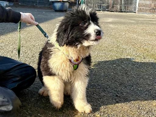 Leevi, male puppy Mixed Breed for adoption at Ein Herz für Streuner e.V., München