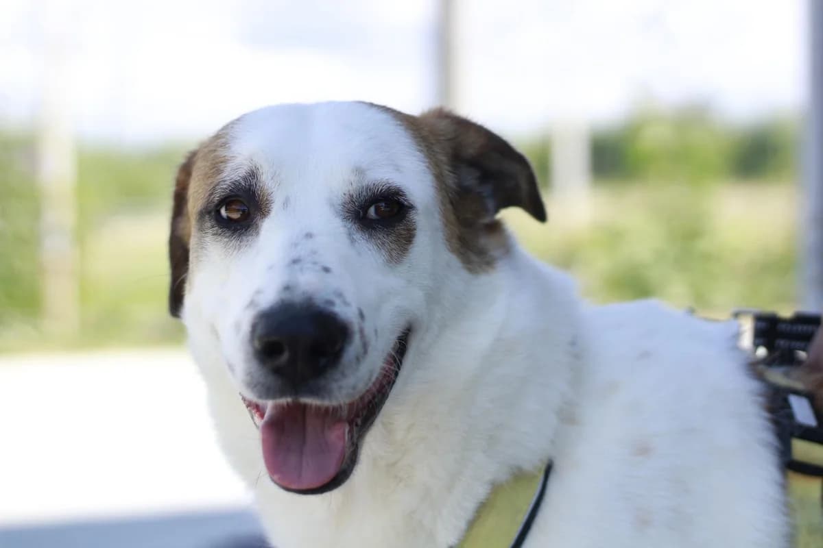 Leevke, female 5yo Mixed Breed for adoption at Ein Herz für Streuner e.V., München