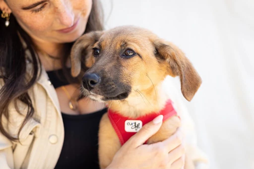 Leevke, female puppy Mixed Breed for adoption at Ein Herz für Streuner e.V., München